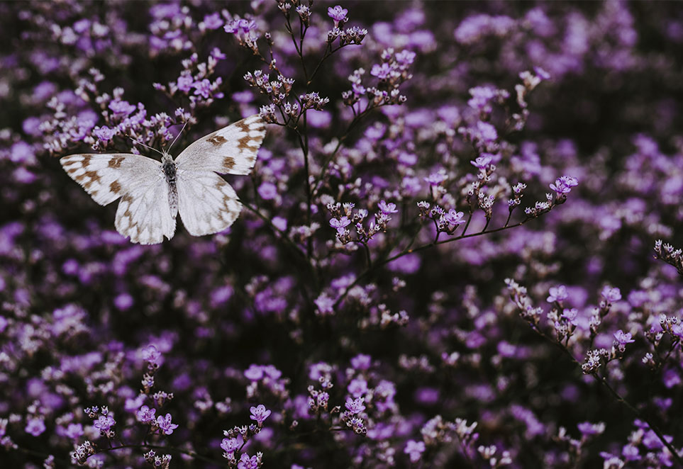 mariposa volando sobre flores